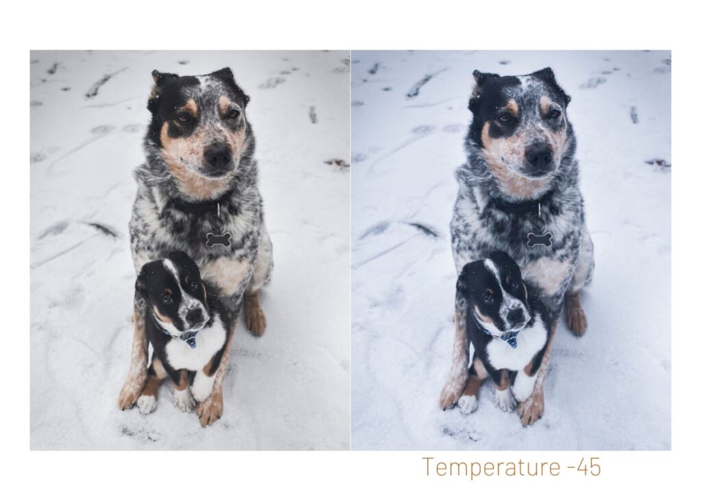 black and white dog and puppy in the snow