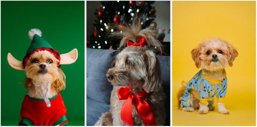 fotos de perritos al estilo navideño