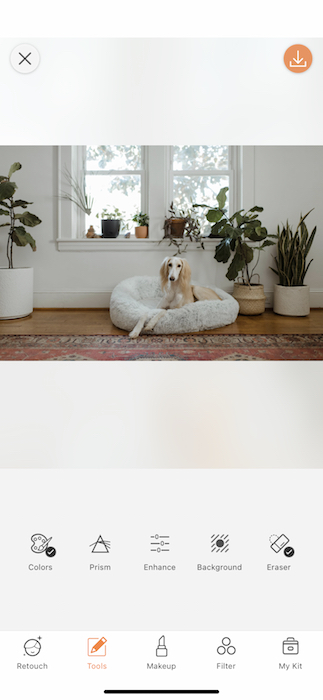 dog sitting in a dog cushion in a living room full of plants