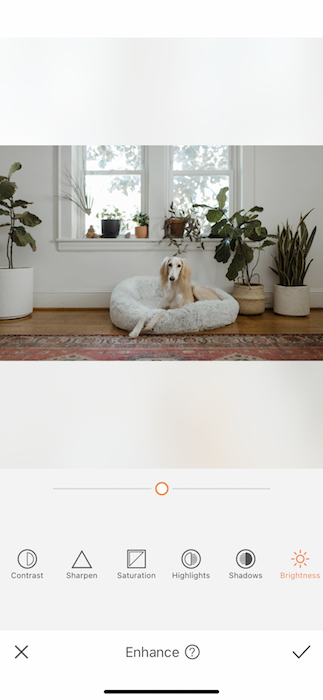 dog sitting in a dog cushion in a living room full of plants