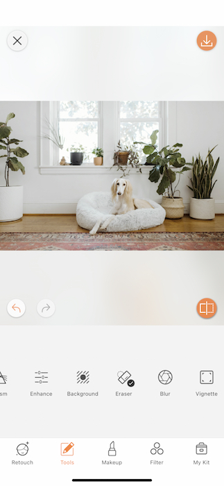 dog sitting in a dog cushion in a living room full of plants