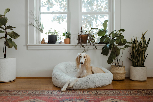 dog sitting in a dog cushion in a living room full of plants