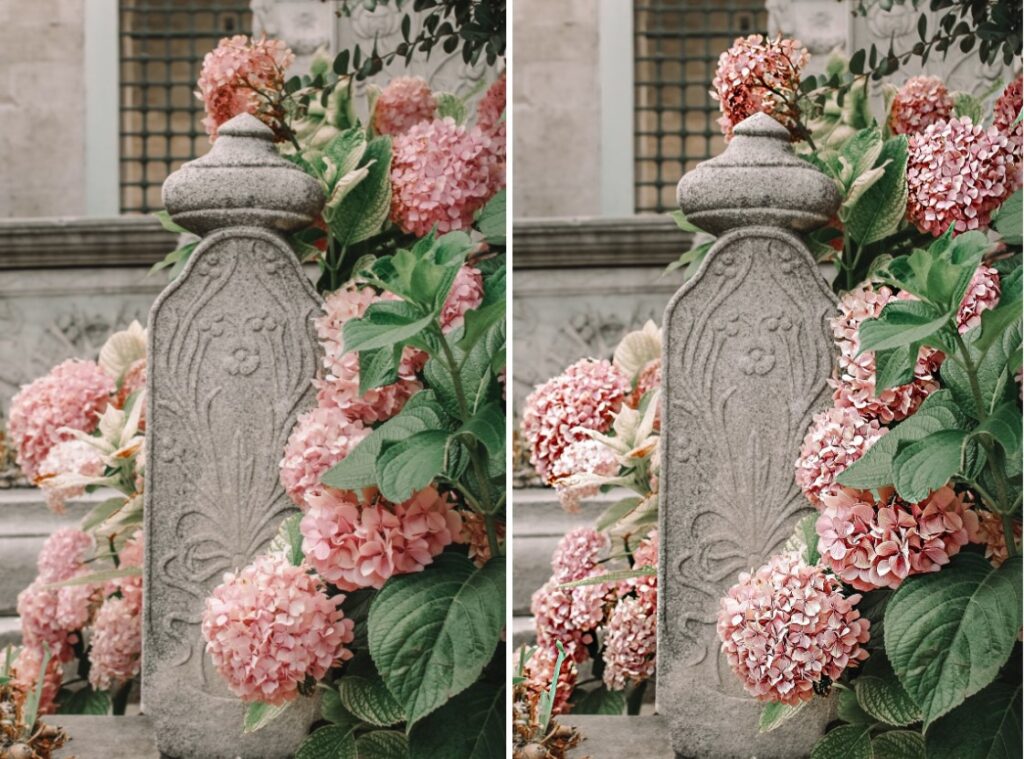 pink hydrangeas